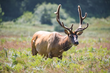 Naklejka na ściany i meble Elk in State Park in California