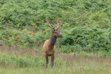 Elk in State Park in California