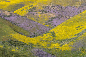 Superbloom wildflowers at Carrizo Plains