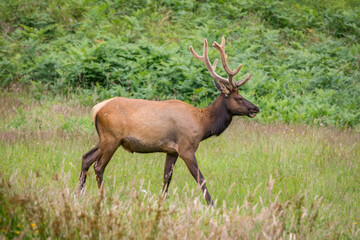 Elk in State Park in California
