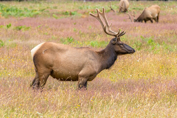 Naklejka na ściany i meble Elk in State Park in California