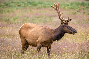 Elk in State Park in California