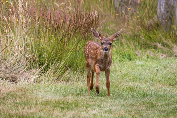 Baby Elk in State Park in California