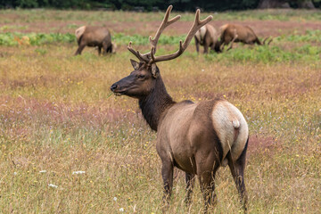 Elk in State Park in California