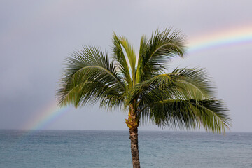 Palm Tree during storm with rainbow