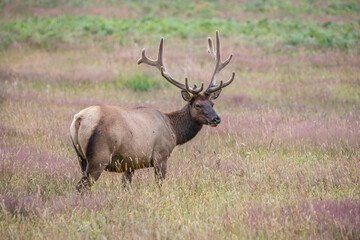 Naklejka na ściany i meble Elk walking across field