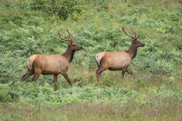 Elk walking across field