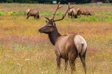 Elk walking across field