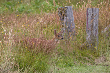 Baby elk walking across field