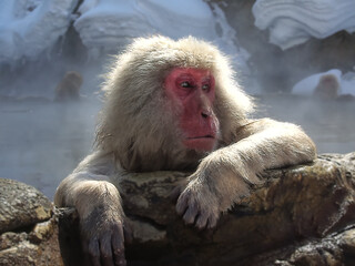 Snow Monkeys in Japan
