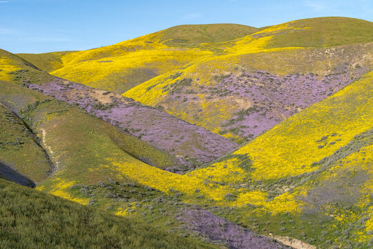 Wildflowers during superbloom at Carrizo Plain National Monument California