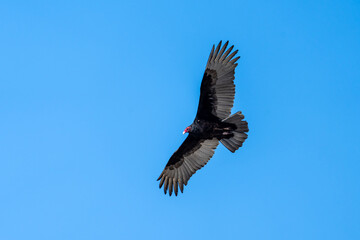 Turkey vulture soaring high in the blue sky