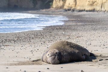 Male elephant seal on the beach after mating and fighting other elephant seals