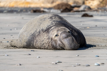 Male elephant seal on the beach after mating and fighting other elephant seals