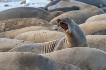 Elephant Seals on beach at Año Nuevo State Park north of Santa Cruz, California