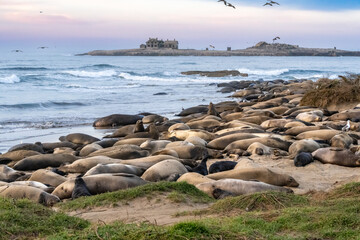 Elephant Seals on beach at Año Nuevo State Park north of Santa Cruz, California