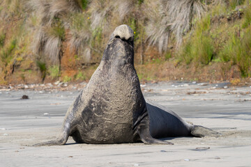 Elephant Seals at Ano Nuevo State Park in Santa Cruz, California mama and babies