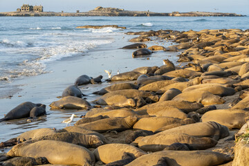 Elephant Seals at Ano Nuevo State Park in Santa Cruz, California mama and babies