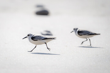 Birds running across the sand on the beach