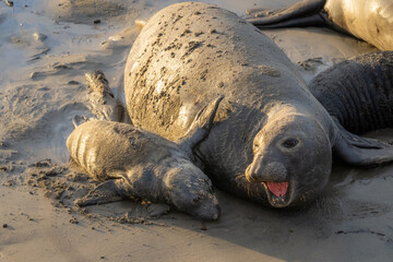 Elephant Seals at Ano Nuevo State Park in Santa Cruz, California mama and babies