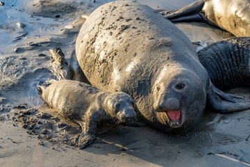 Elephant Seals at Ano Nuevo State Park in Santa Cruz, California mama and babies