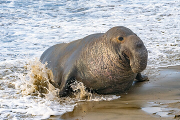Elephant Seals at Ano Nuevo State Park in Santa Cruz, California mama and babies