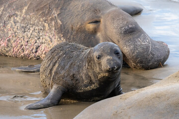 Elephant Seals at Ano Nuevo State Park in Santa Cruz, California mama and babies