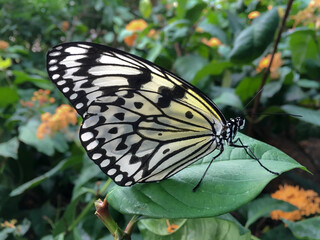 Exotic butterflies