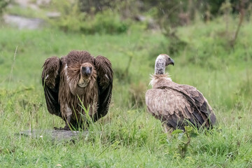 Two Buzzards - Maasai Mara, Kenya