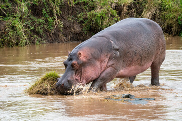 Fototapeta na wymiar Hippo Walking in River, Maasai Mara, Kenya