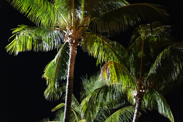 Fototapeta na wymiar Palm tree lit up by lights at night 
