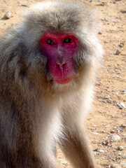 Snow monkeys outside Kyoto in Japan
