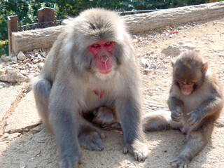 Snow monkeys outside Kyoto in Japan
