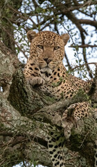 Leopard in Tree, Maasai Mara National Park, Kenya