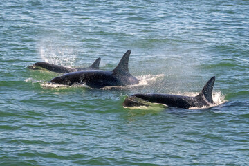 Orca Whales in Monterey Bay California near Santa Cruz