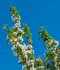 Apple tree branches with blooming white flowers and blue sky in spring. Beautiful spring bloom with natural backlight by sunlight in the garden outdoors.
