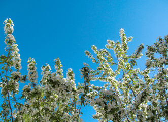 Apple tree branches with blooming white flowers and blue sky in spring. Beautiful spring bloom with natural backlight by sunlight in the garden outdoors.