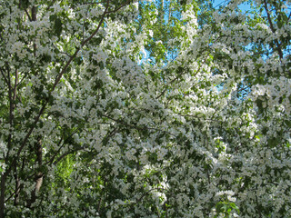 Apple tree branches with blooming white flowers and blue sky in spring. Beautiful spring bloom with natural backlight by sunlight in the garden outdoors.