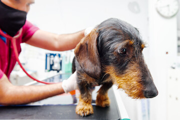 dachshund breed dog on the examination table of a veterinary clinic being auscultated by a professional. health and pet care.