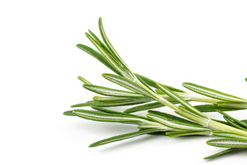 Fototapeta premium Rosemary. Fresh rosemary twig isolated on white background.