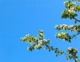Apple tree branches with blooming white flowers and blue sky in spring. Beautiful spring bloom with natural backlight by sunlight in the garden outdoors.