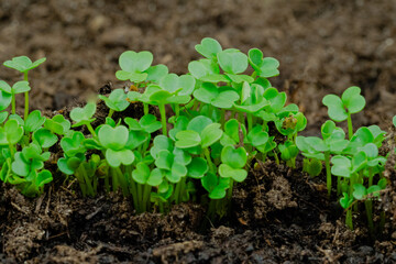Front view: fresh green arugula, rucola sprouts growing from soil: close up, macro. Spring, germination, microgreens, natural, raw, growth and healthy food concept