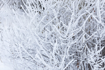Bush branches densely covered with hoarfrost