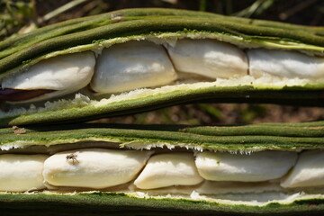 Ripe pod fruit Inga (Inga brachyptera). A fly sits on the sweet, fibrous coating of the seeds. This...