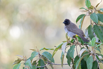 A dark-capped bulbul (Pycnonotus tricolor) foraging and perched on a branch.