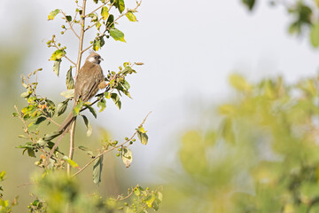 A colourful speckled mousebird (Colius striatus) perched on a branch.