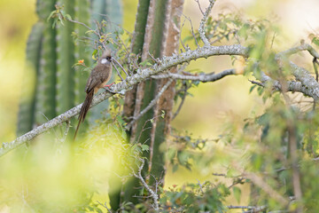 A colourful speckled mousebird (Colius striatus) perched on a branch.