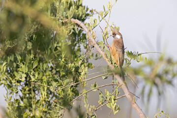 A colourful speckled mousebird (Colius striatus) perched on a branch.