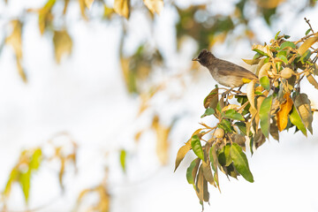 A dark-capped bulbul (Pycnonotus tricolor) foraging and perched on a branch.