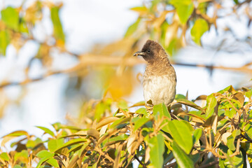 A dark-capped bulbul (Pycnonotus tricolor) foraging and perched on a branch.